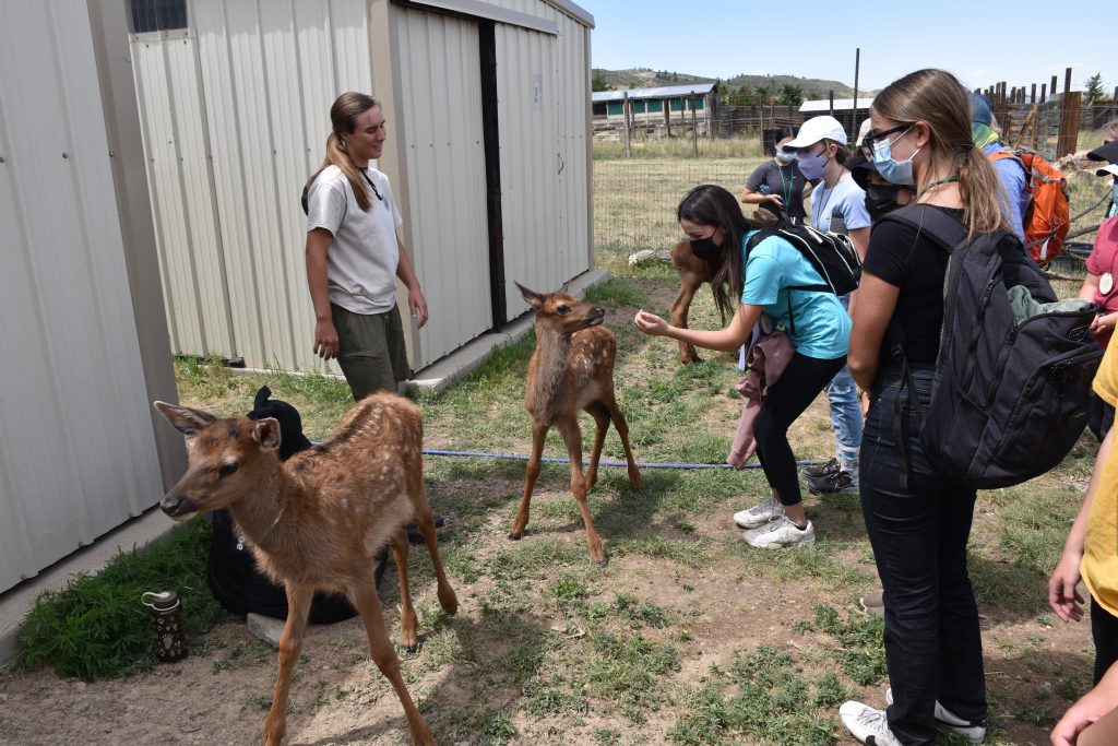 Students meet deer at a wildlife sanctuary