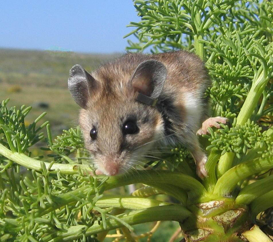 A small brown mouse amongst green foliage.