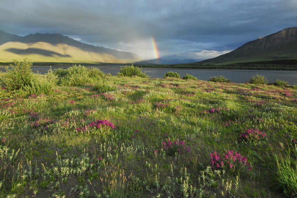 The Alaskan Killik River Valley covered in green grass and pink flowers, a rainbow is visible in the distance beyond a body of water.