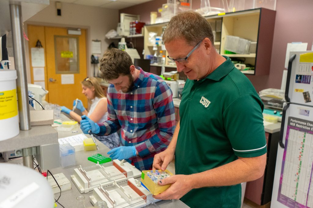 Tom Santangelo in a green C S U polo shirt works in his lab alongside two other graduate students. 