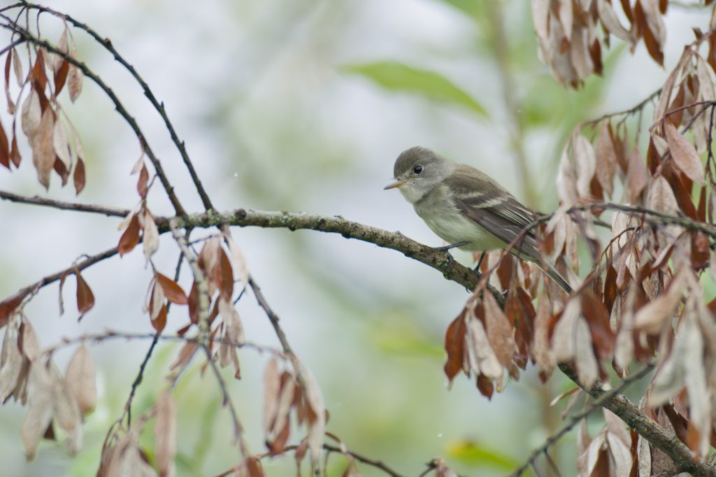 A brown and grey bird stands on a branch in the winter surrounded by brown leaves.