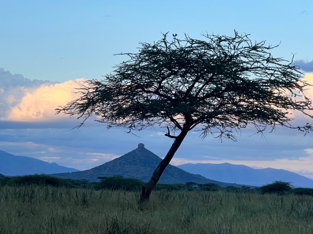 An iconic flat topped African tree seen silhouetted against a stormy sky and setting sun.