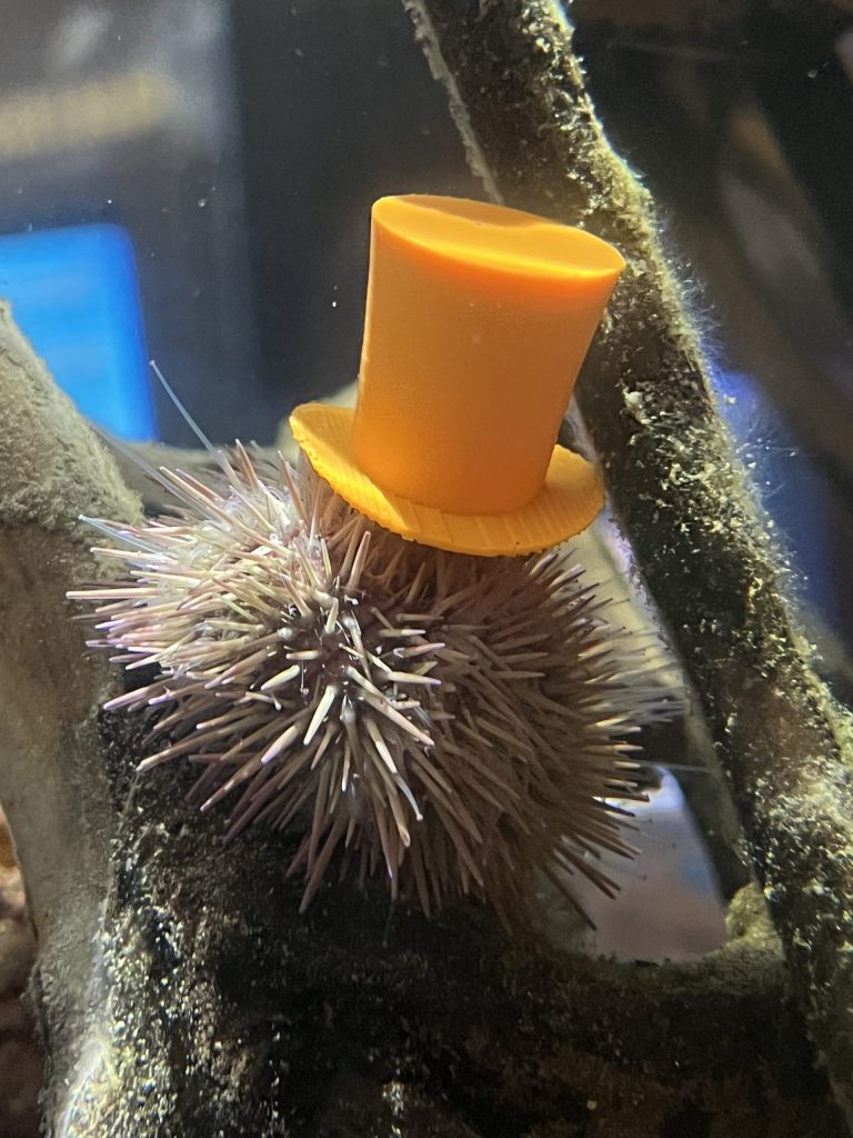 A sea urchin wears a 3D printed yellow top hat.