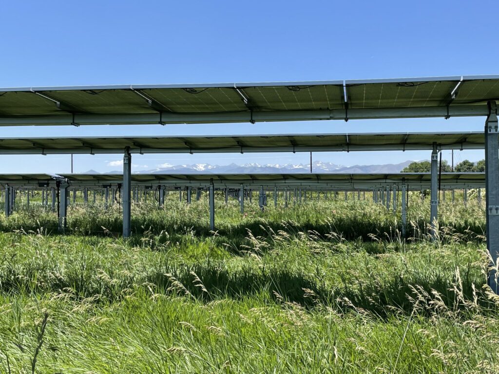 Mountains peek through an array of solar panels.